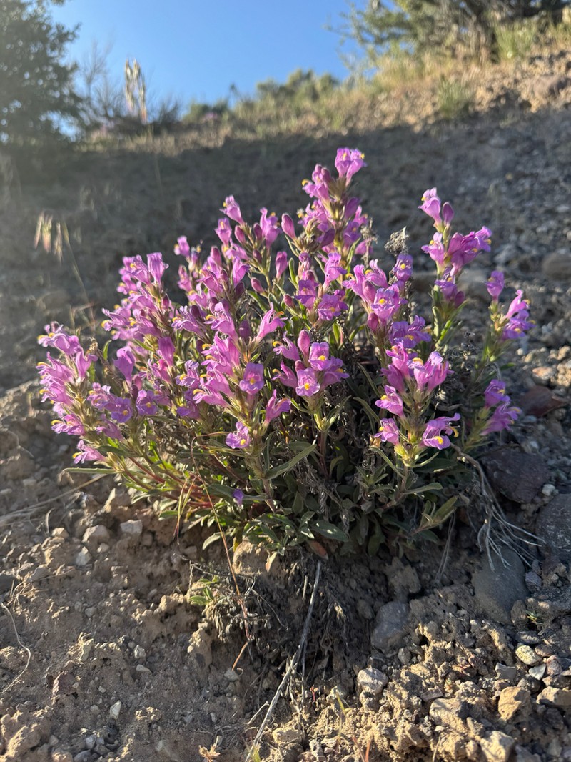 Antelope Valley Beardtongue photo 5