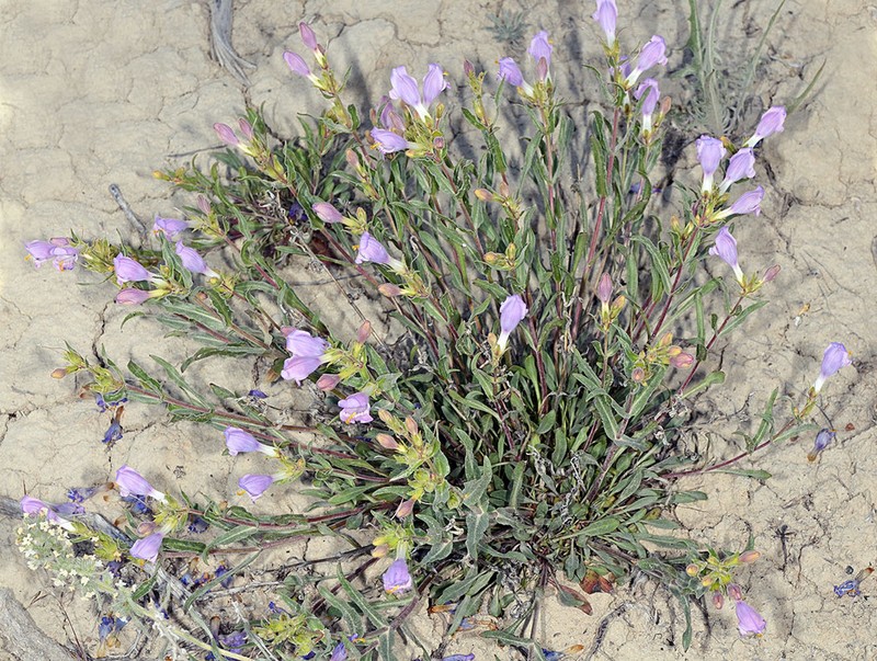 Antelope Valley Beardtongue photo 6