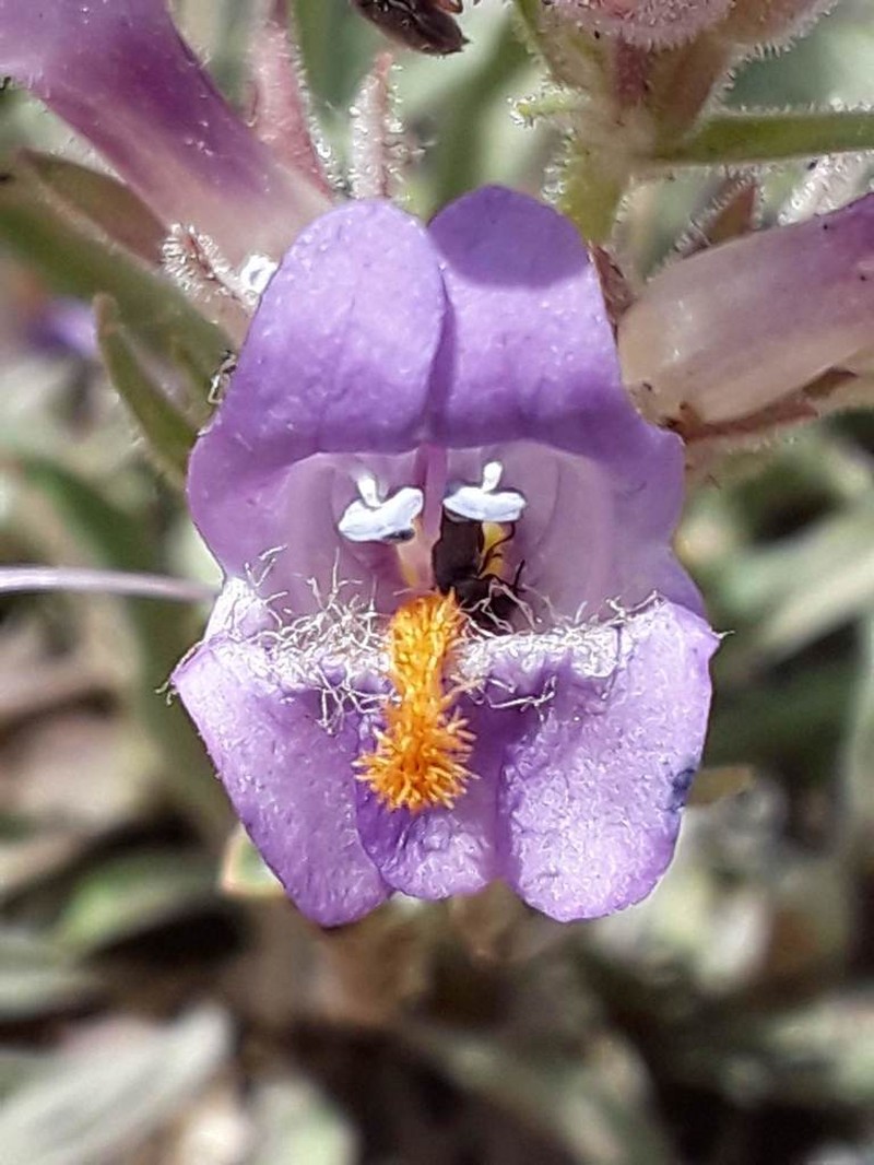 Antelope Valley Beardtongue photo 7