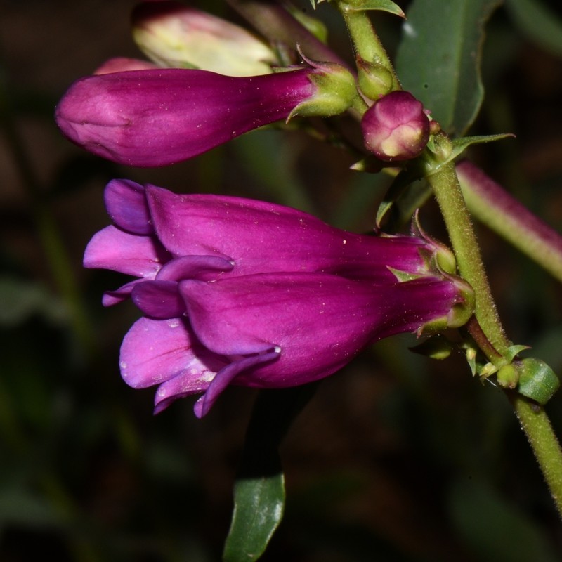 Beardtongue photo 2