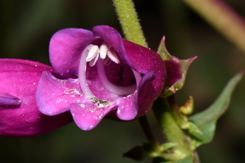 Beardtongue photo 3