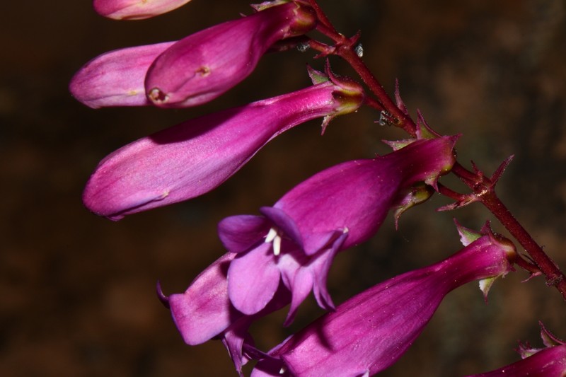 Beardtongue photo 4