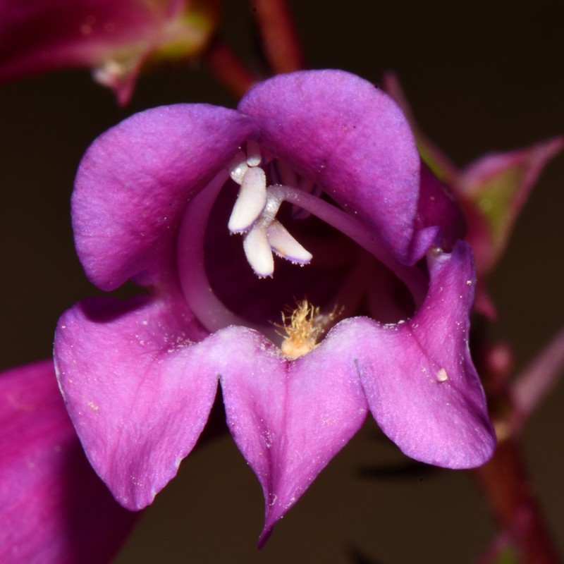 Beardtongue photo 5