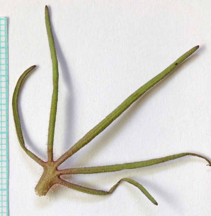 King's Beardtongue photo 3