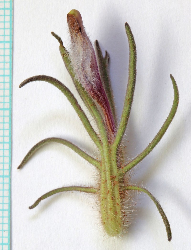 King's Beardtongue photo 4