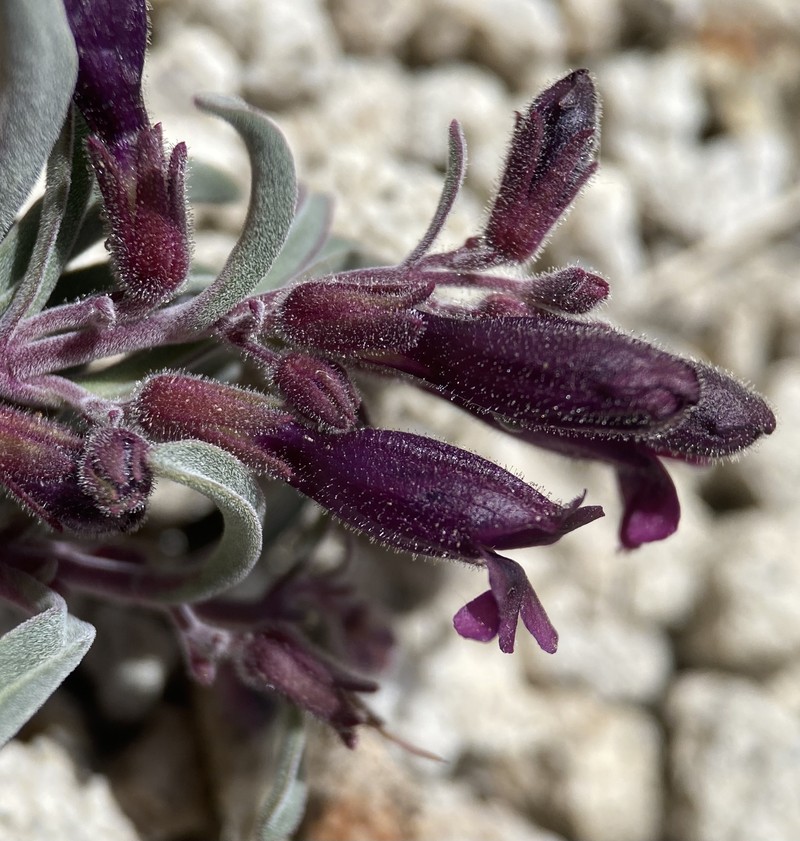 King's Beardtongue photo 5