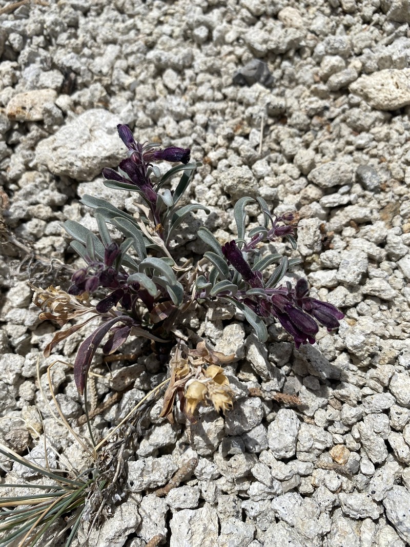King's Beardtongue photo 6