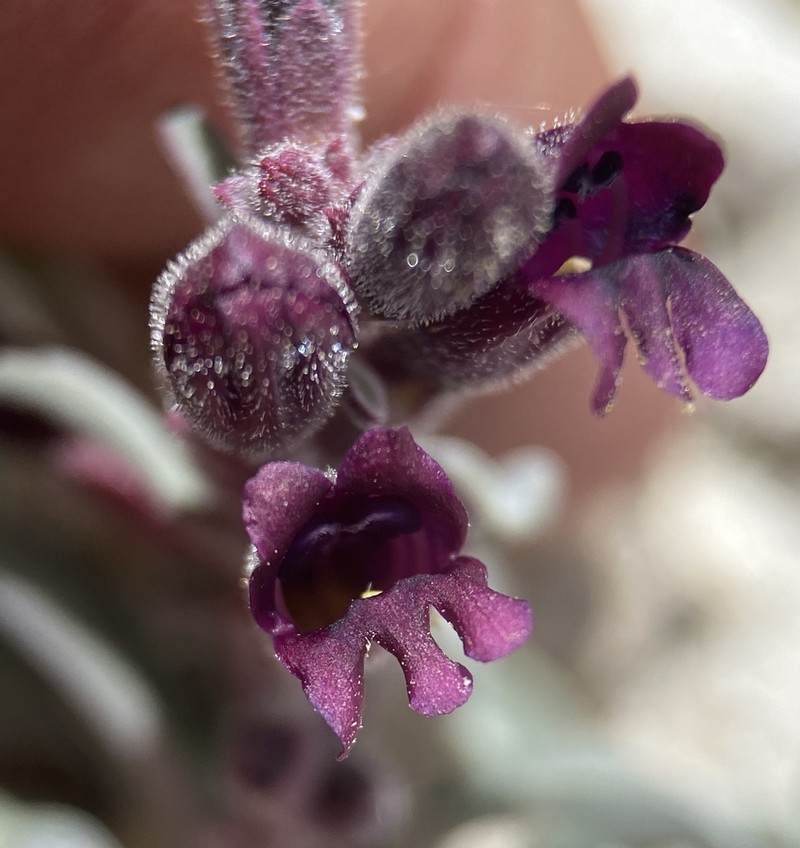 King's Beardtongue