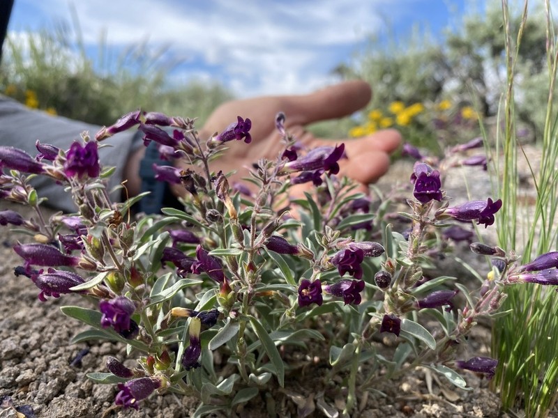 King's Beardtongue photo 2