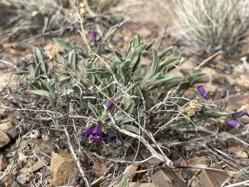 King's Beardtongue photo 3