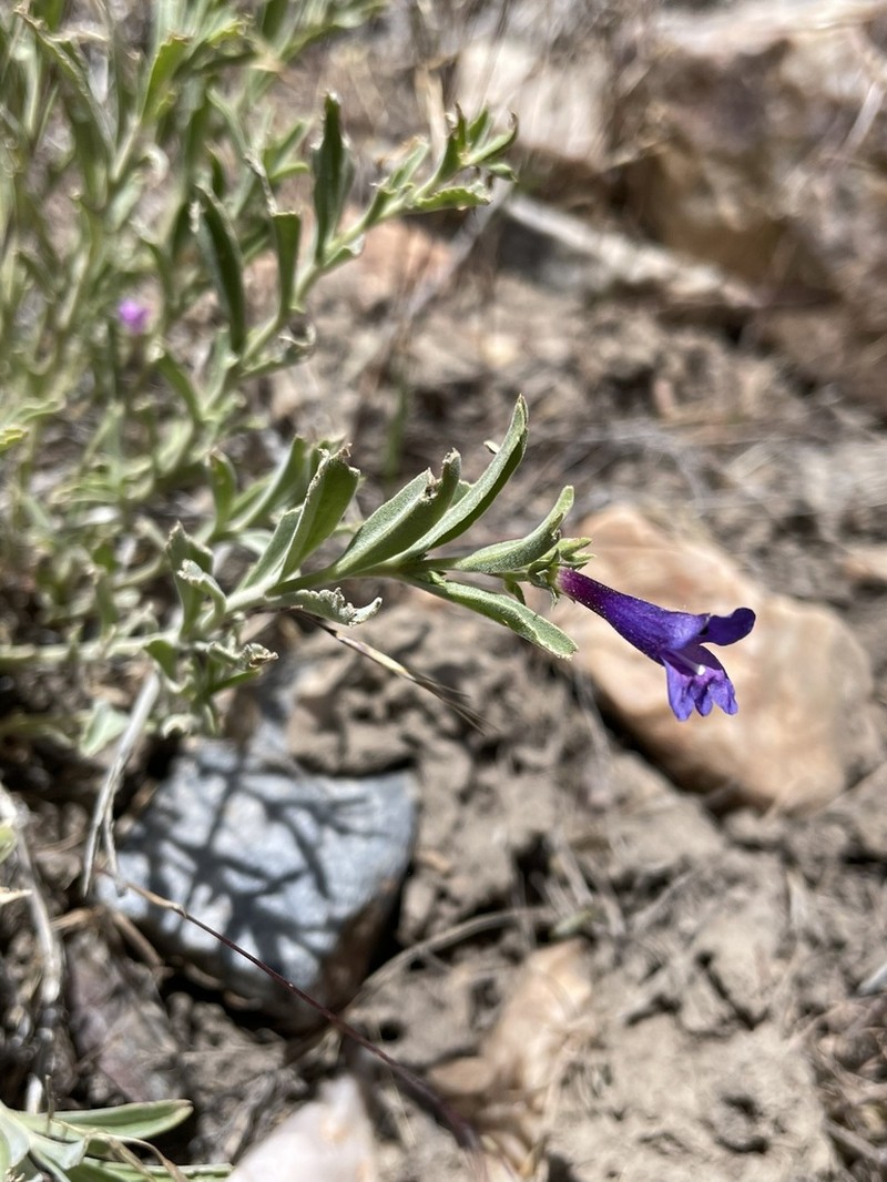 King's Beardtongue photo 4