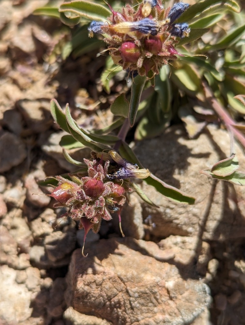 King's Beardtongue photo 5
