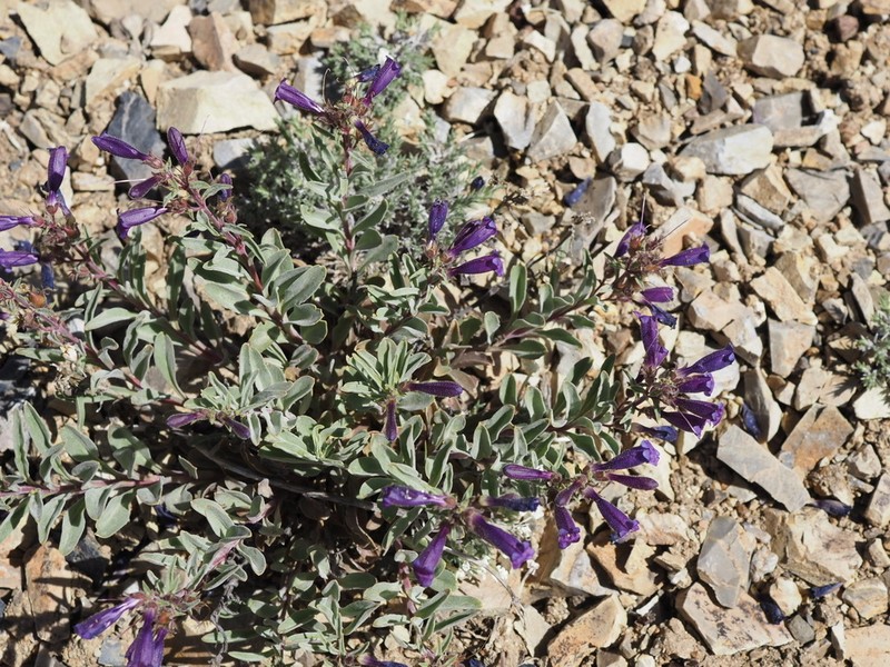 King's Beardtongue photo 6