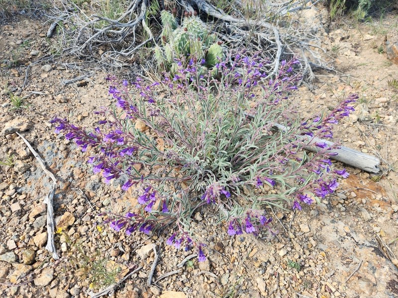 King's Beardtongue photo 7