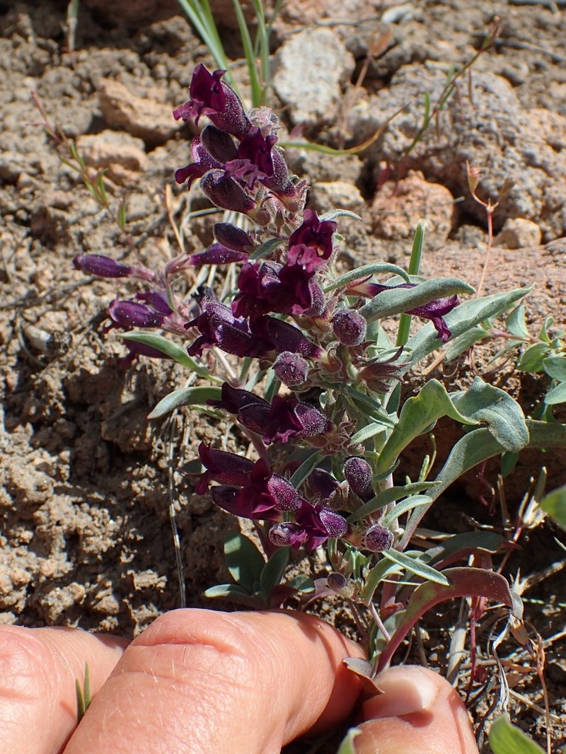 King's Beardtongue photo 8