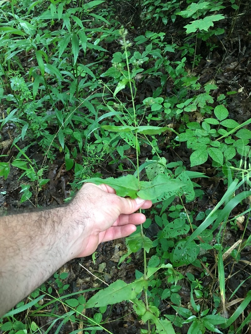 Kral's Beardtongue