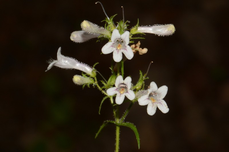 Kral's Beardtongue photo 2