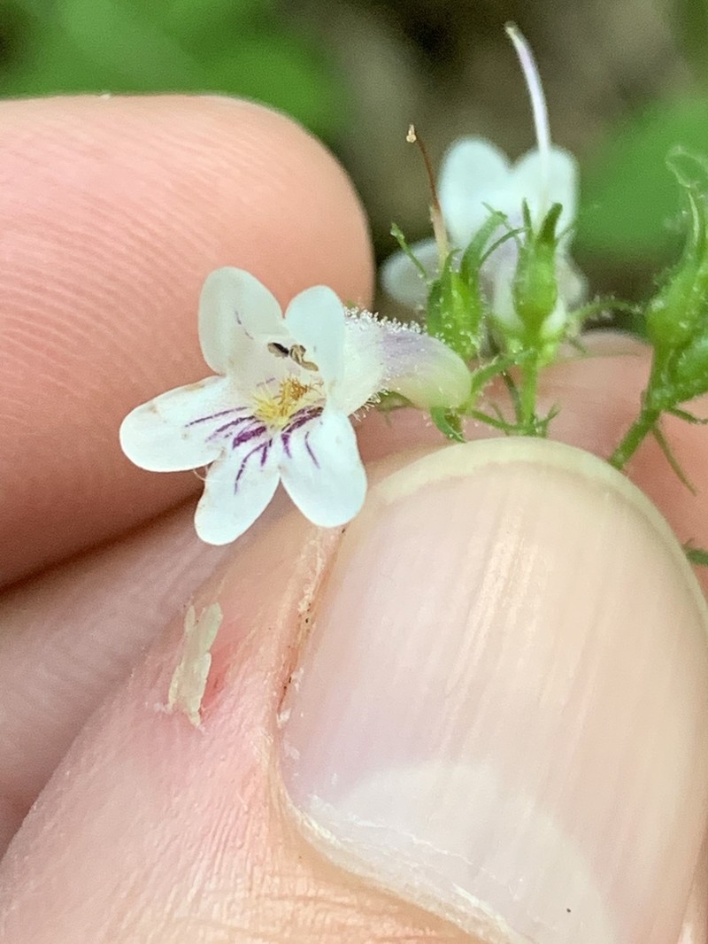 Kral's Beardtongue photo 3