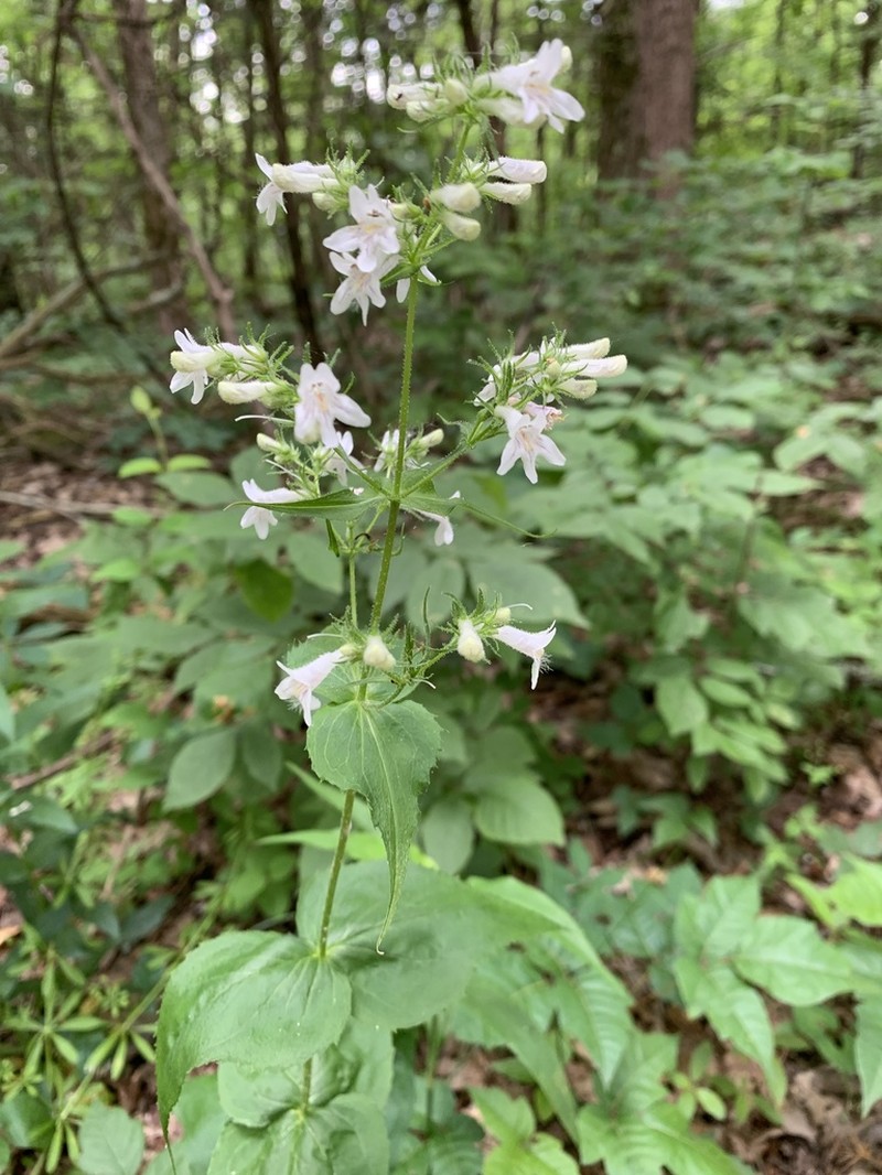 Kral's Beardtongue photo 4