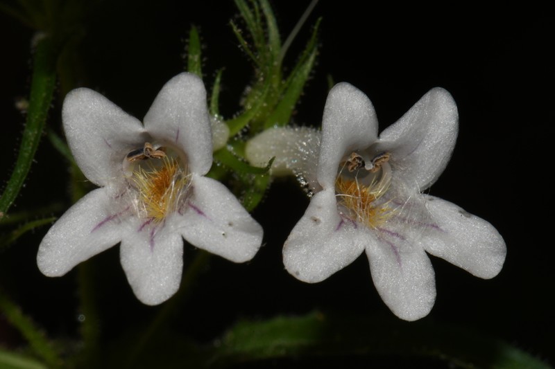 Kral's Beardtongue photo 5