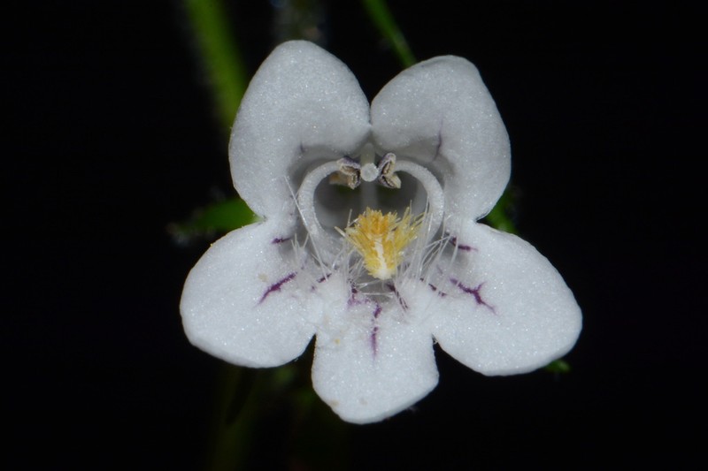 Kral's Beardtongue photo 6