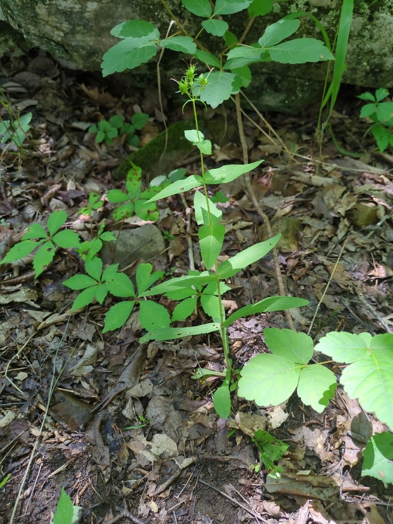 Kral's Beardtongue photo 7