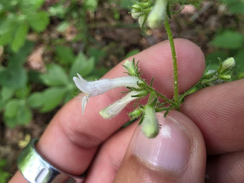 Kral's Beardtongue photo 8