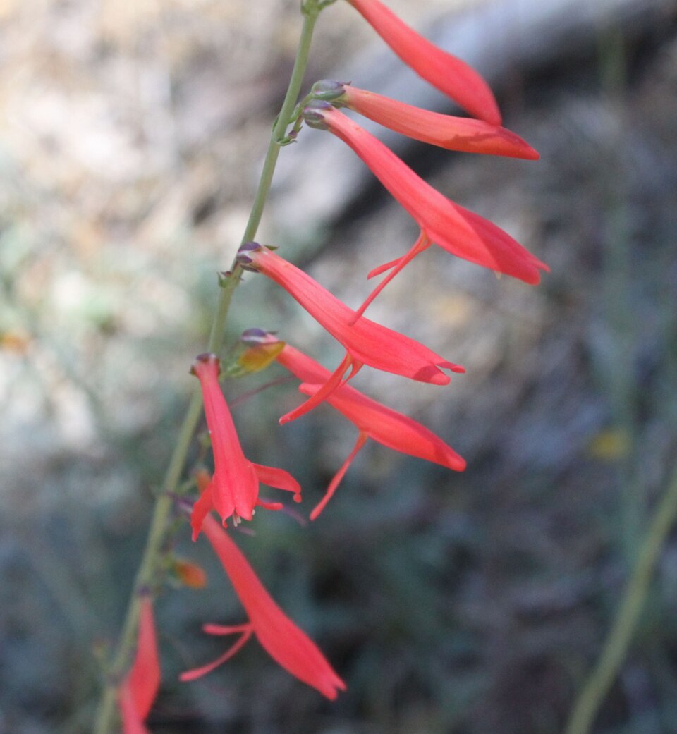 San Gabriel Beardtongue