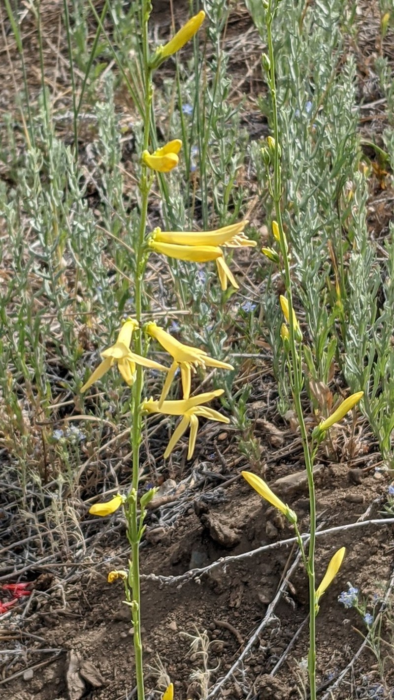 San Gabriel Beardtongue photo 2