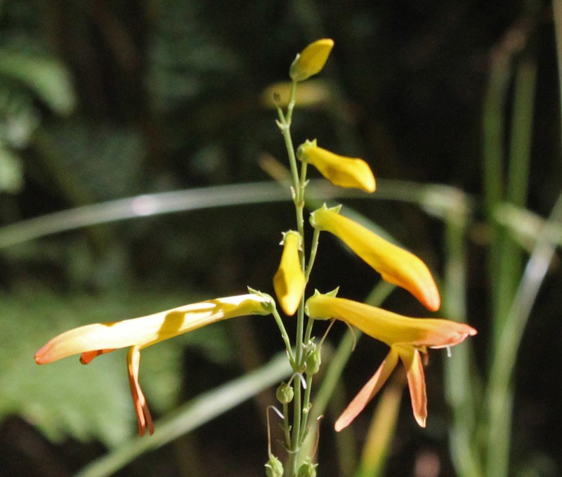 San Gabriel Beardtongue photo 3