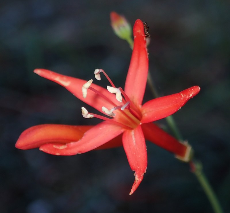 San Gabriel Beardtongue photo 4