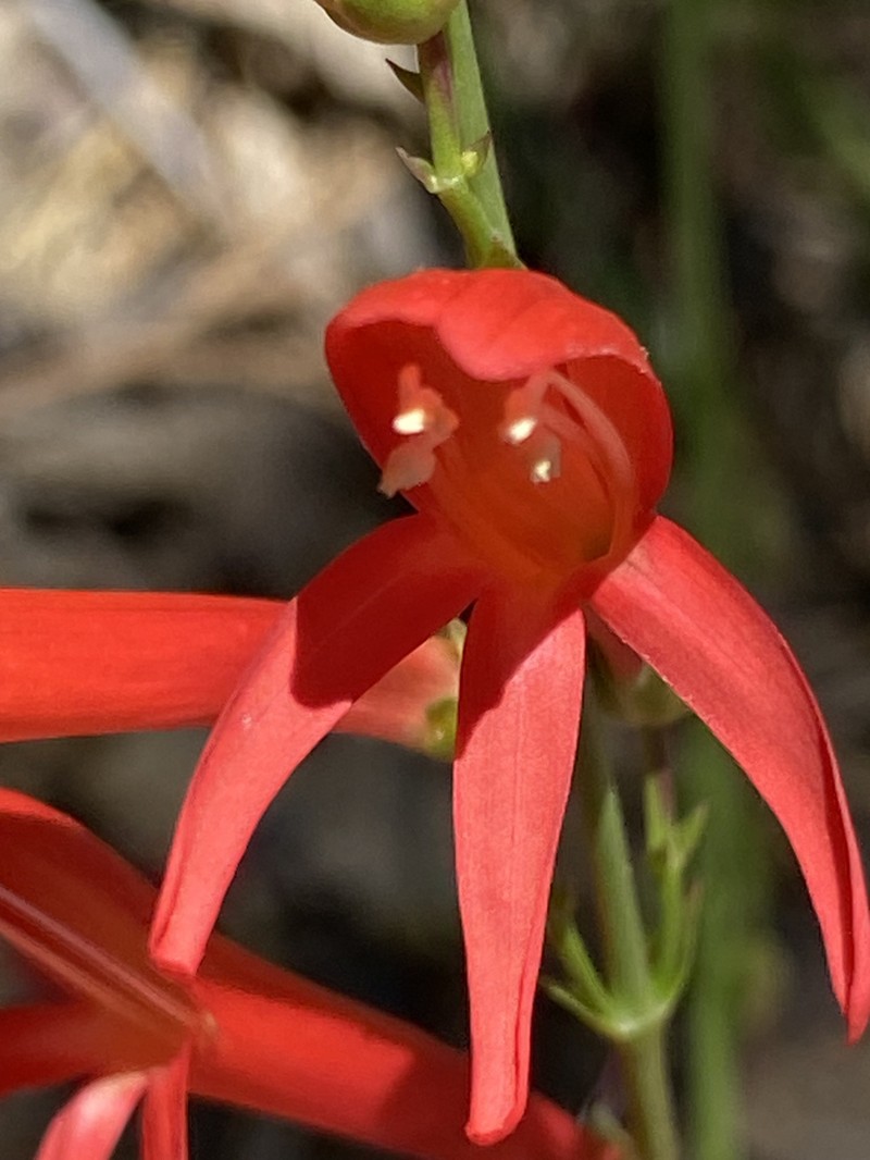 San Gabriel Beardtongue photo 5