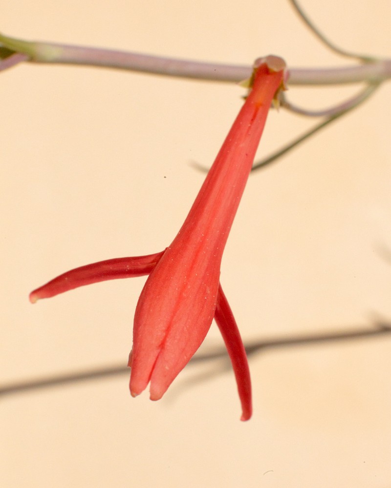 San Gabriel Beardtongue photo 6