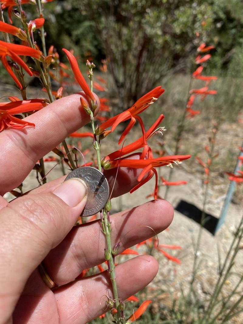 San Gabriel Beardtongue photo 7