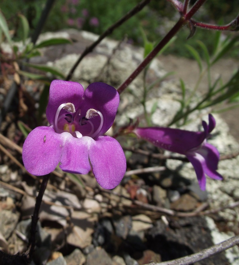 Mountain Blue Penstemon