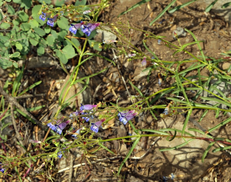 Mountain Blue Penstemon photo 2