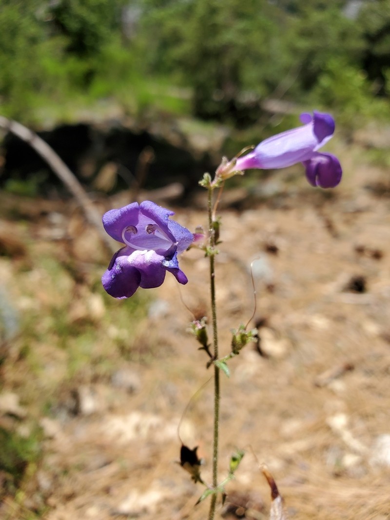 Mountain Blue Penstemon photo 3