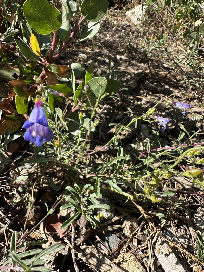 Mountain Blue Penstemon photo 4