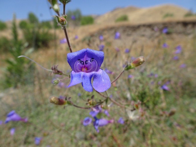 Mountain Blue Penstemon photo 5