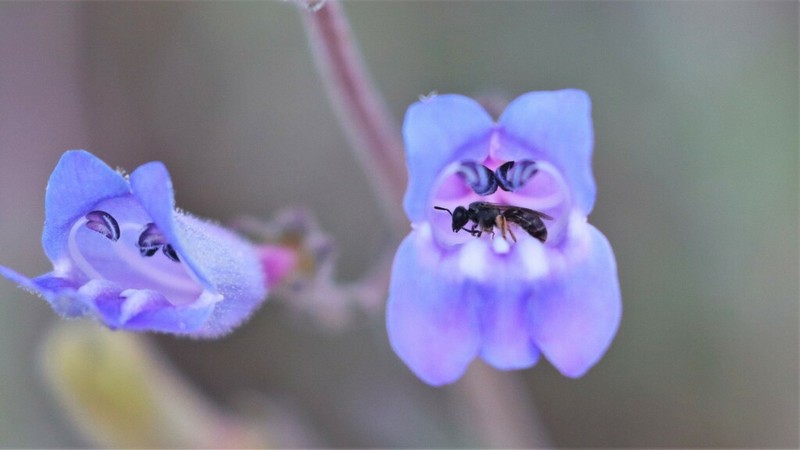 Mountain Blue Penstemon photo 6