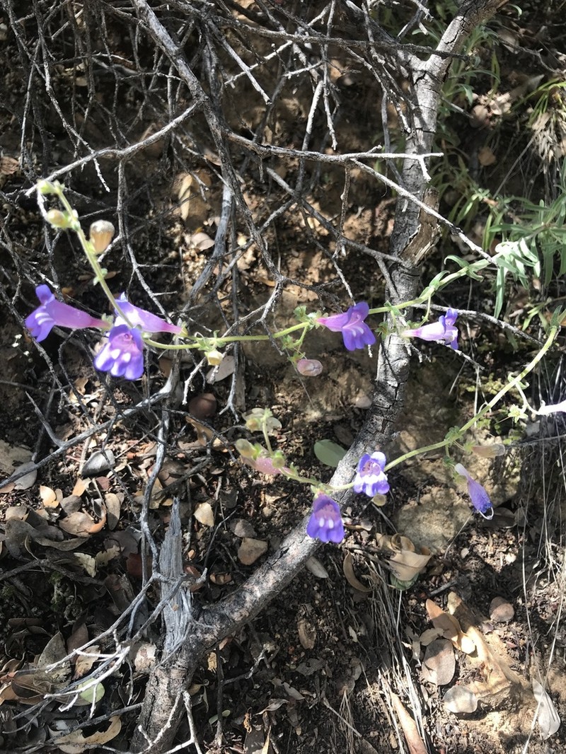 Mountain Blue Penstemon photo 7
