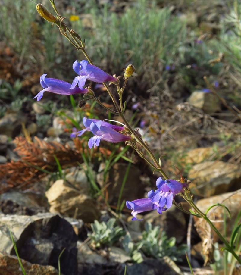 Penstemon laetus var. sagittatus