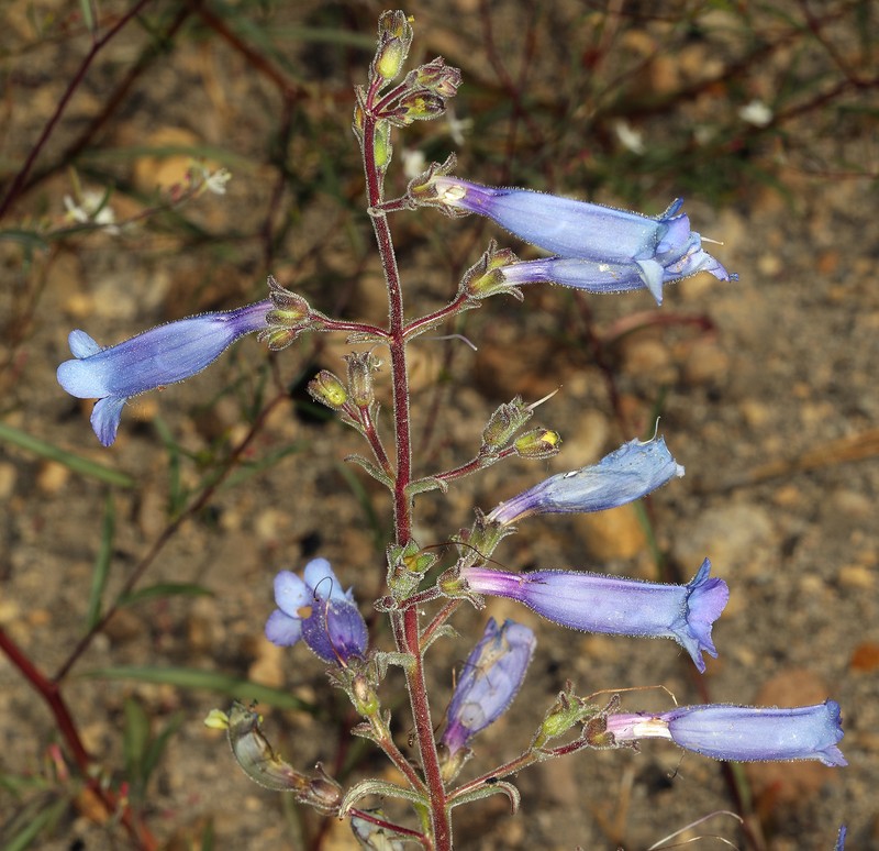 Penstemon laetus var. sagittatus photo 3