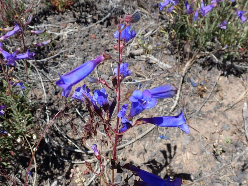Penstemon laetus var. sagittatus photo 4