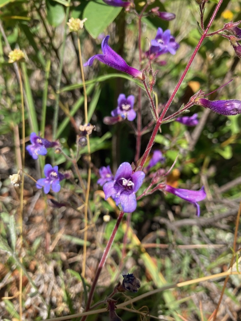 Penstemon laetus var. sagittatus photo 5