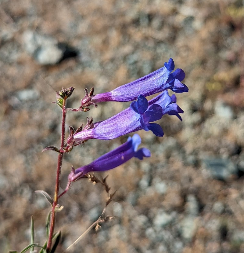 Penstemon laetus var. sagittatus photo 6