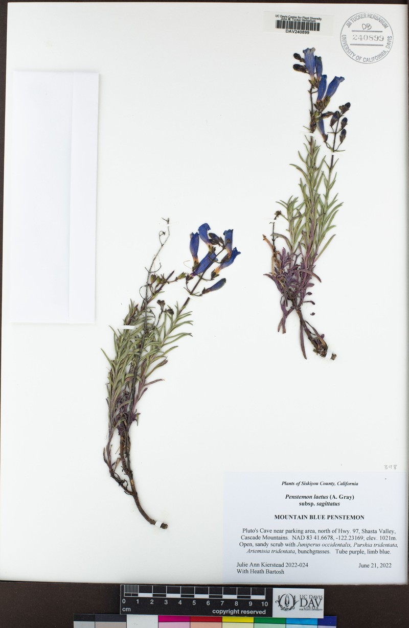 Penstemon laetus var. sagittatus photo 7