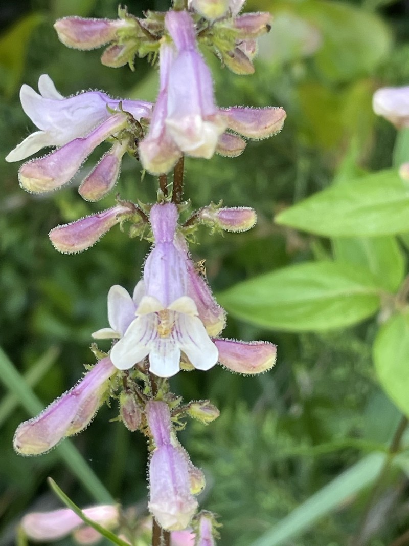 Eastern Smooth Beardtongue photo 2
