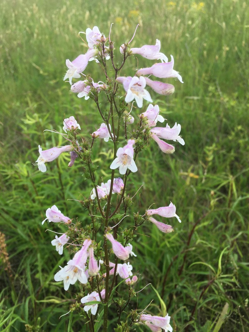 Eastern Smooth Beardtongue photo 3