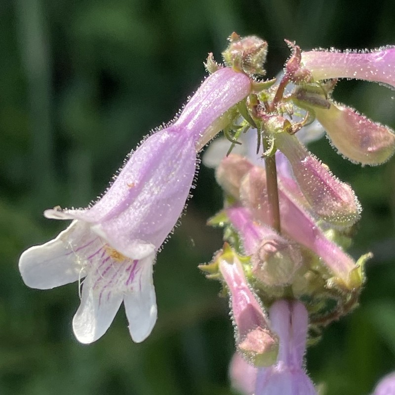 Eastern Smooth Beardtongue photo 4